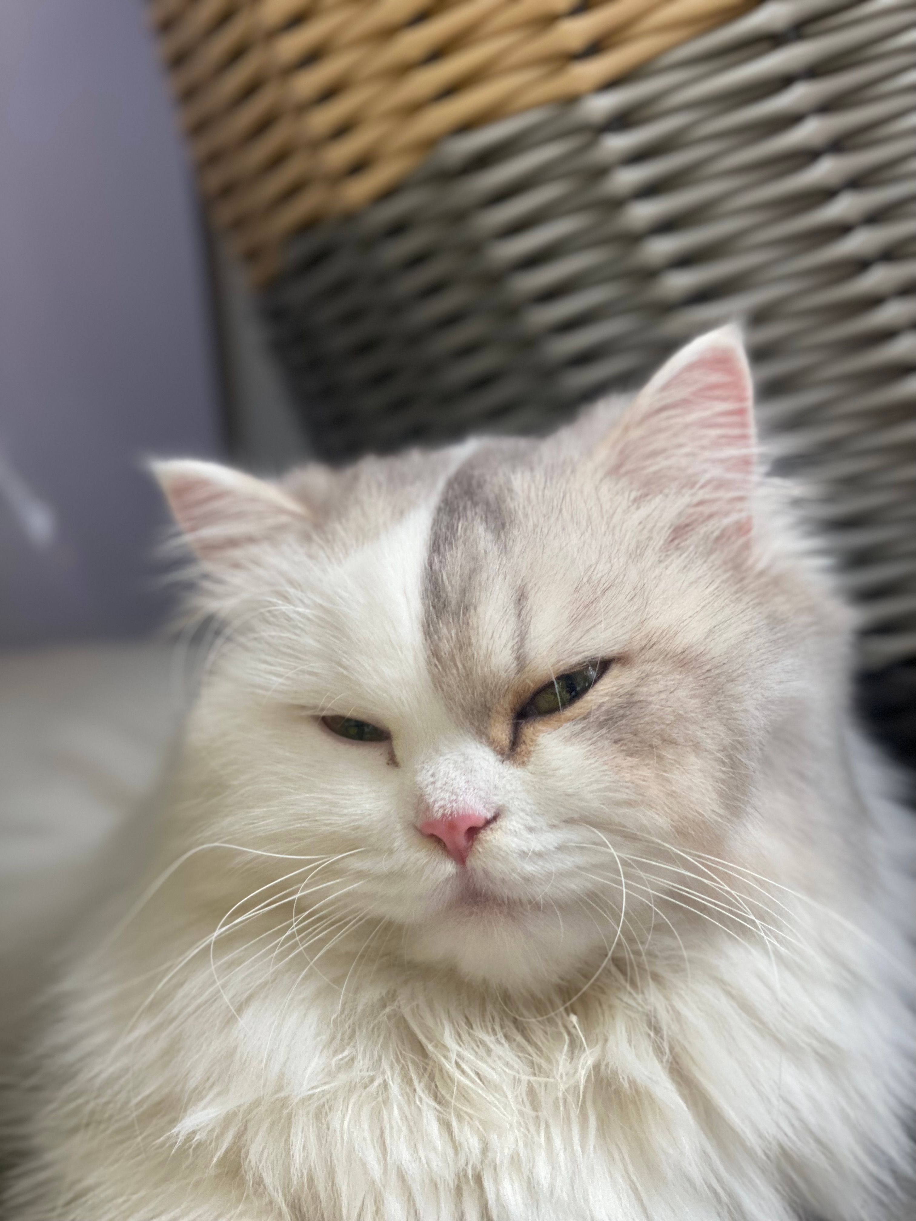 Close-up of a fluffy white and gray Persian cat relaxing indoors in Guangzhou.