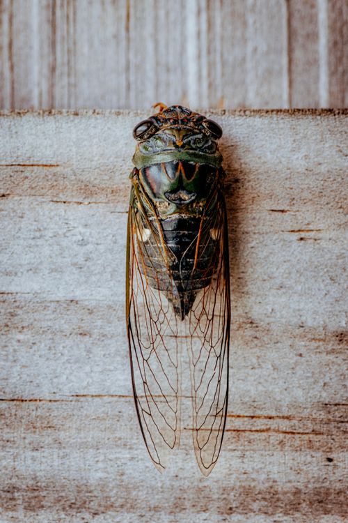 Free Detailed photo of a Cicada resting on textured wood, showcasing intricate wing patterns. Stock Photo
