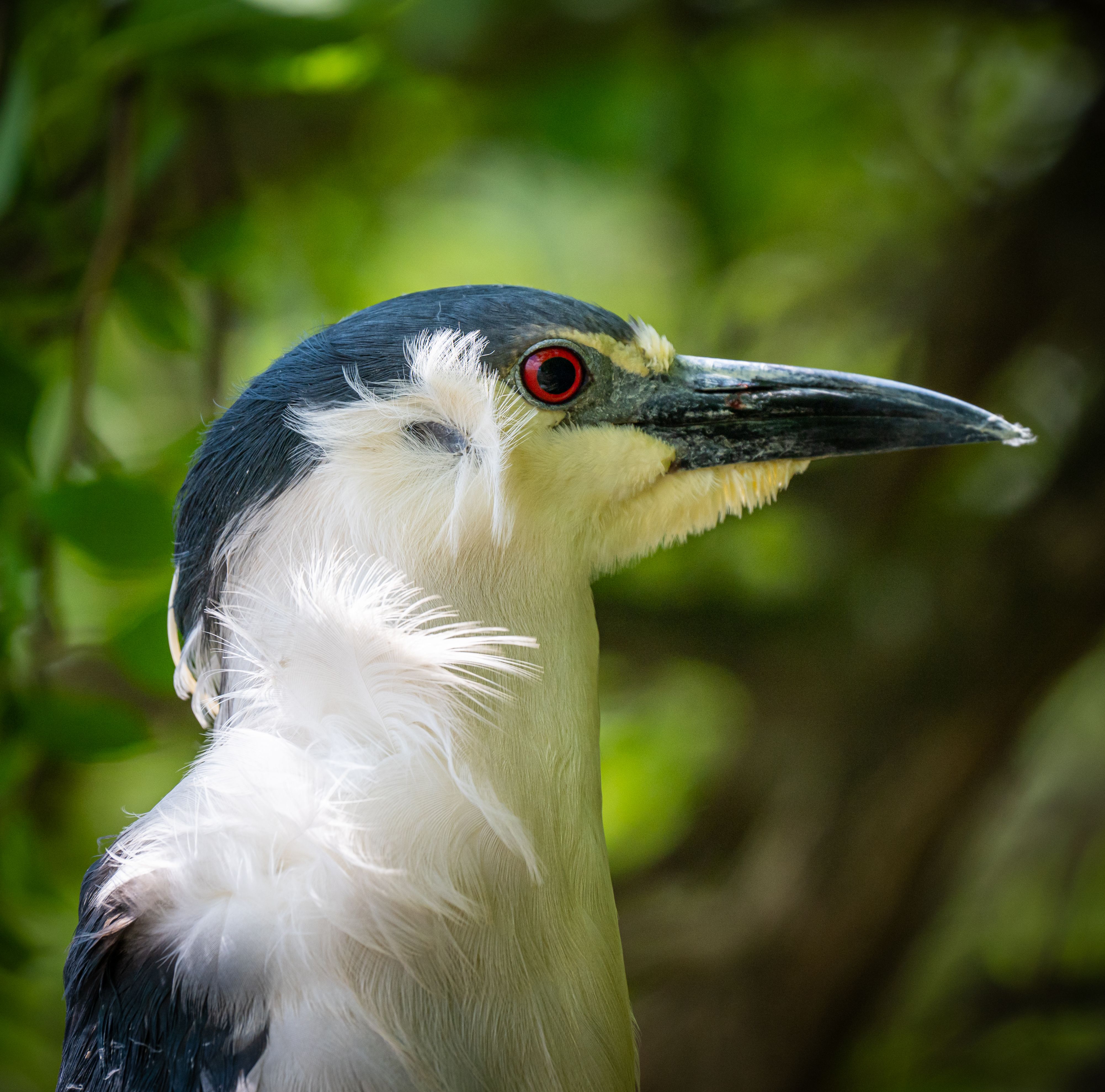 Fotomural Retrato detallado de una Garza Nocturna de Corona Negra con plumaje vibrante y ojos rojos llamativos.