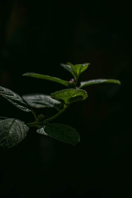 Free Close-up of green leaves against a dark, moody background creating a dramatic effect. Stock Photo