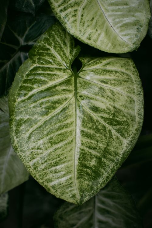 Close-up of Tropical Green Leaf with Detailed Veins · Free Stock Photo