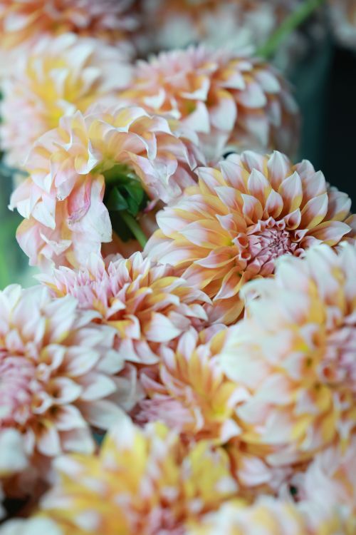Free Beautiful close-up of blooming dahlias with pink and white petals, perfect for floral themes. Stock Photo
