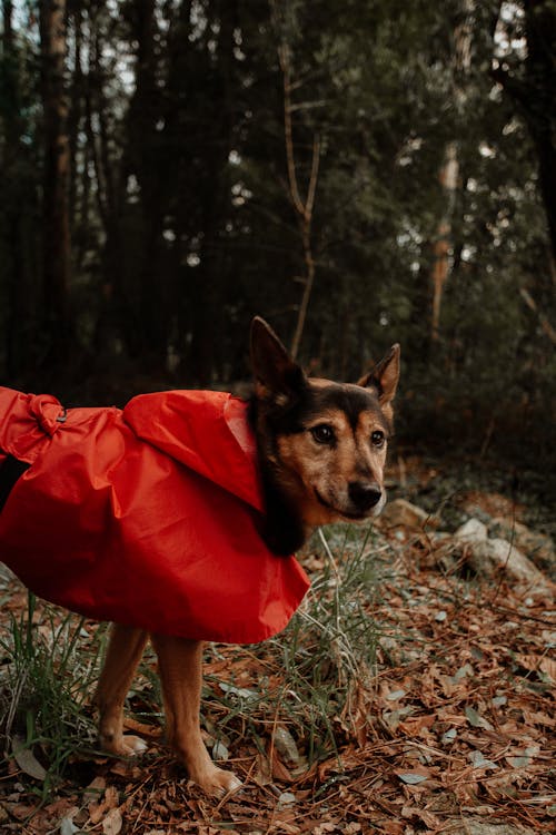 Foto De Um Cachorro