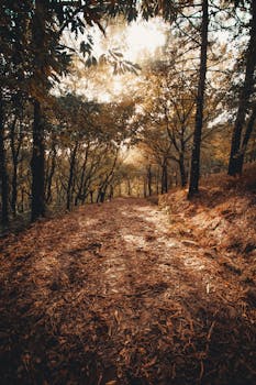 秋天的森林里，一条阳光明媚的小路穿过，落叶和高大的树木投下阴影