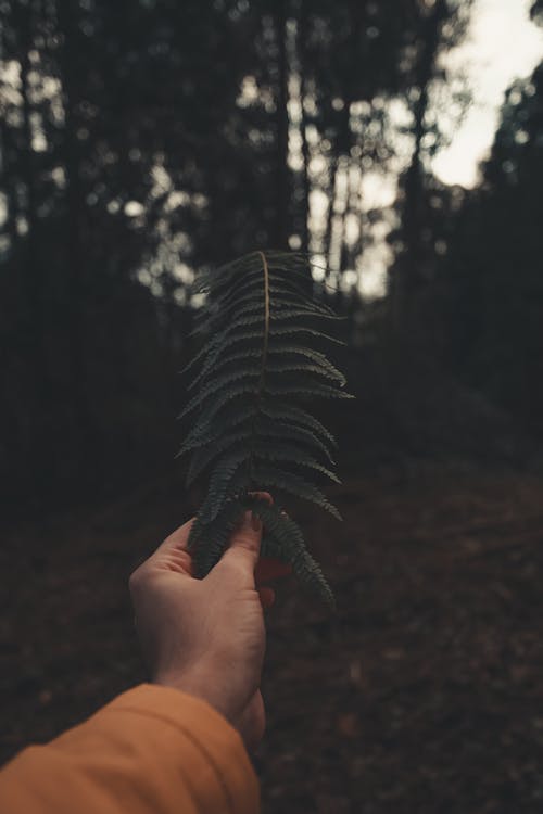 Person Holding Fern Leaf