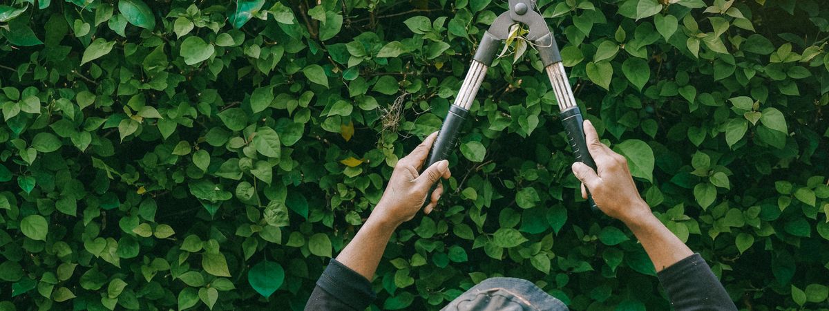 Gardener trimming a hedge with a hedge cutter (stock image)