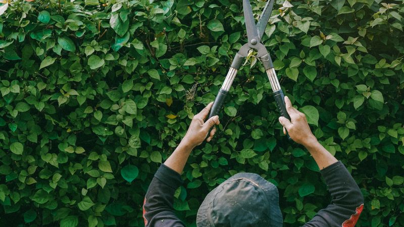 A gardener trimming a tall hedge with a hedge cutter (stock image)