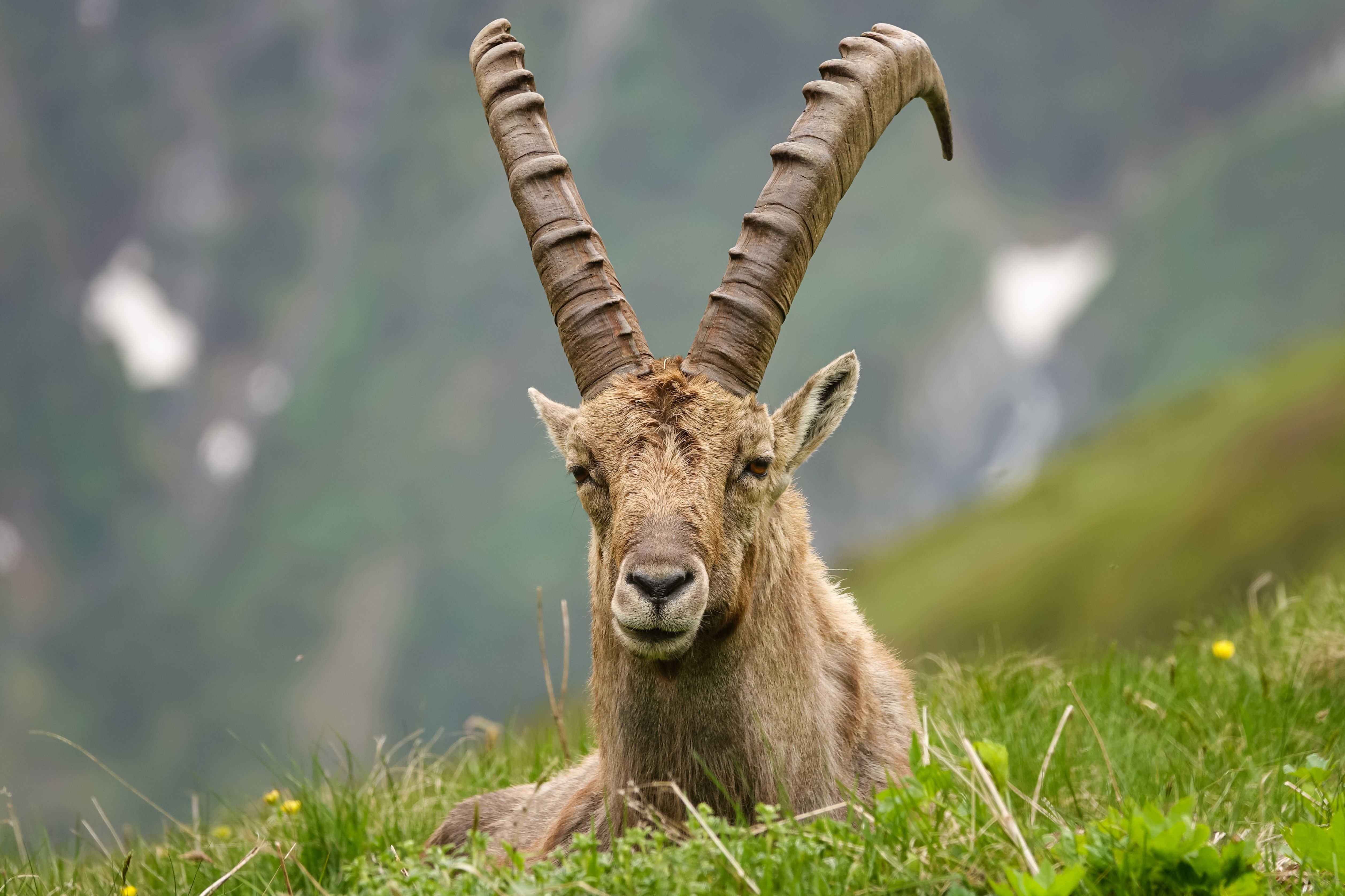 Close-up of a wild ibex resting on a grassy slope in Vanoise, France. - Parque natural de Vanoise
