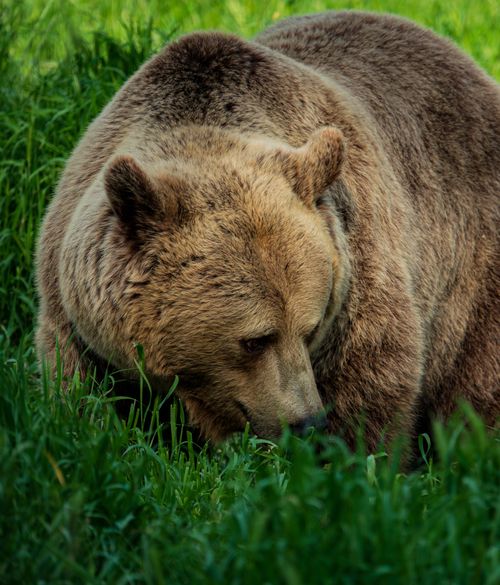 Free A detailed image of a grizzly bear eating grass, showcasing its fur texture. Stock Photo