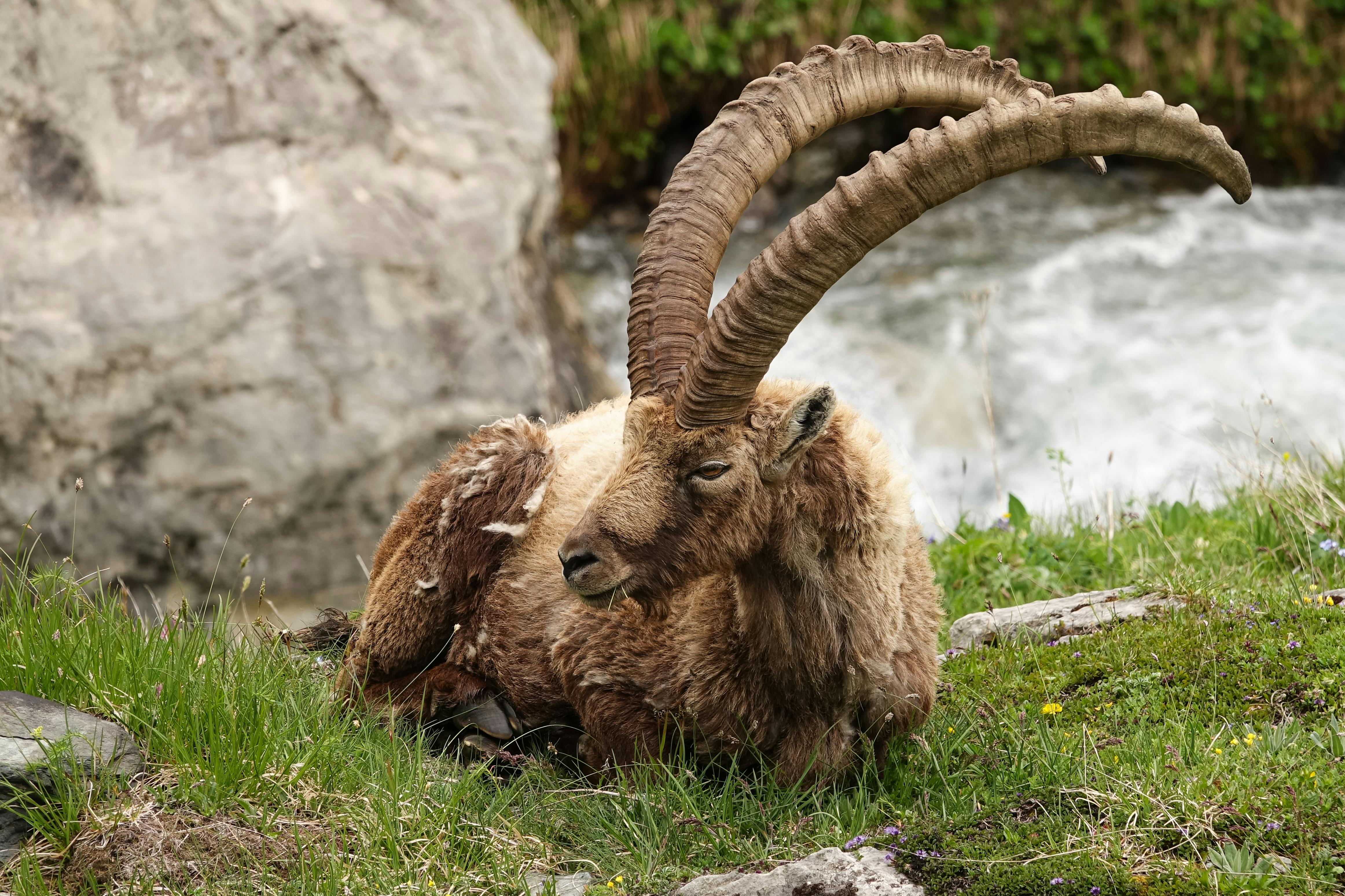 Gratuit Un bouquetin solitaire se reposant sur une herbe luxuriante en Vanoise, en France, avec un ruisseau de montagne serein en toile de fond. Photos