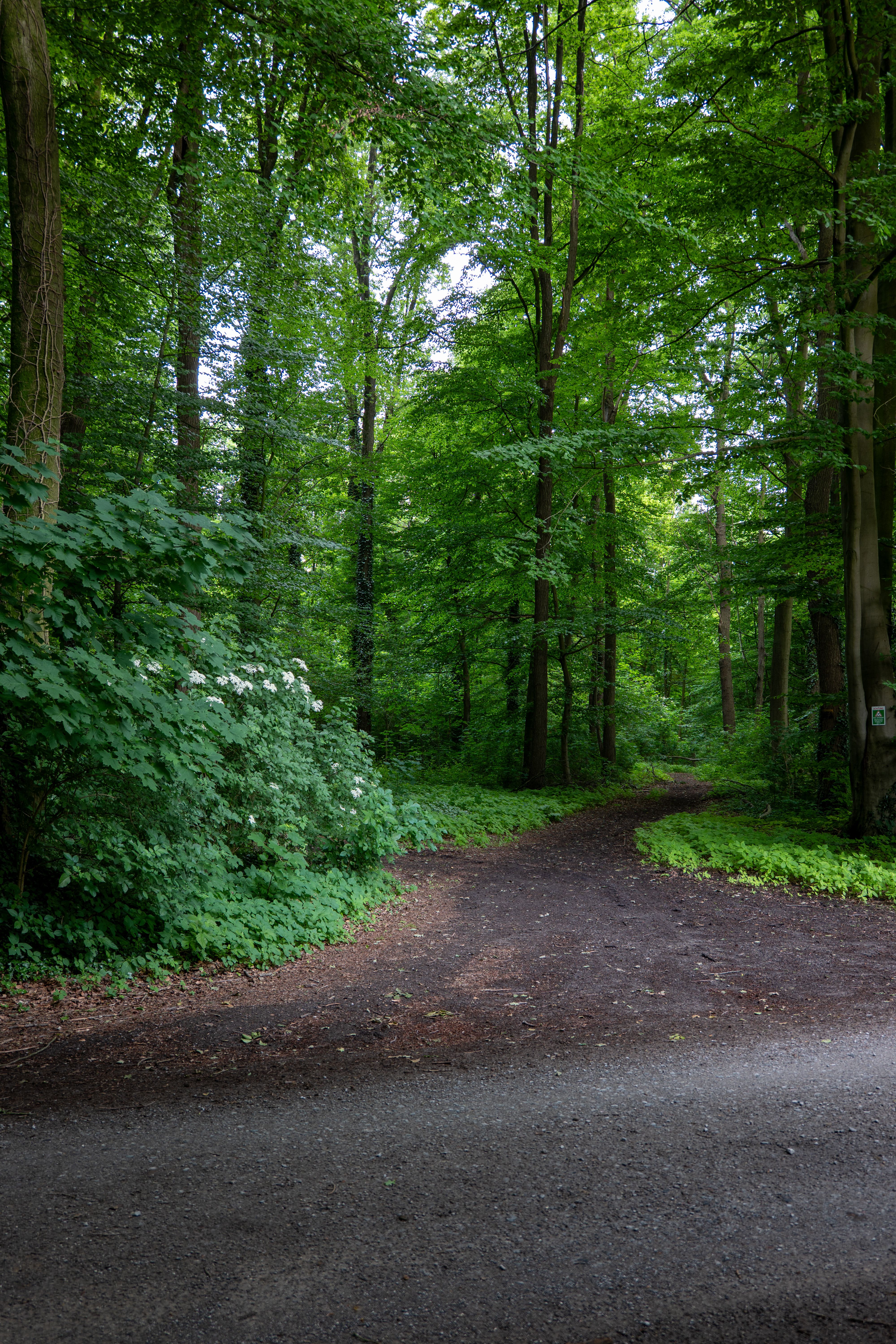 Serene Forest Path Amidst Lush Greenery · Free Stock Photo