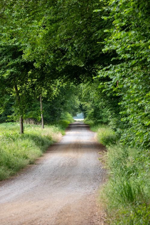 Free A serene dirt road flanked by vibrant green trees, creating a tranquil natural tunnel. Stock Photo