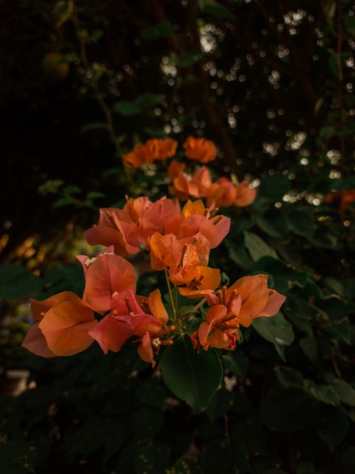 Free stock photo of a beautiful view, aesthetic flowers, beach vibes Stock Photo