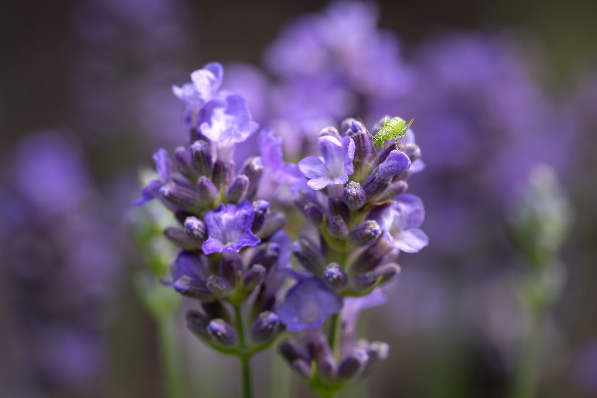 Close-up of vibrant lavender flowers with a green grasshopper in Germany. Perfect for nature and gardening themes.