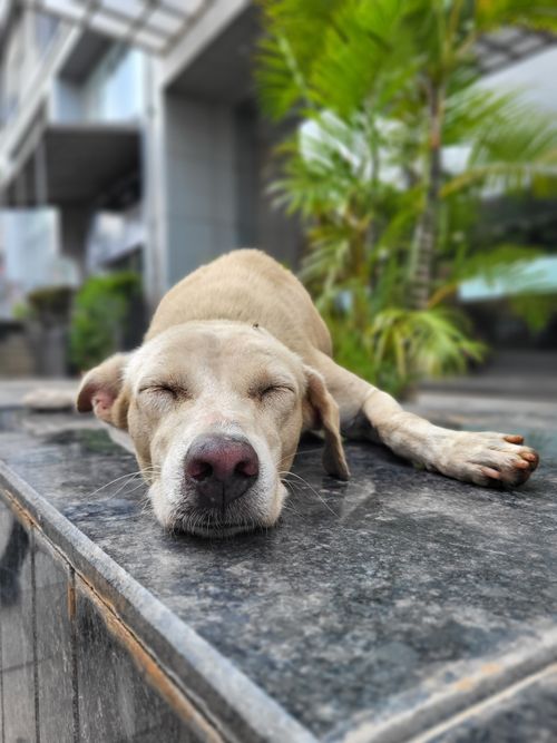 Free A peaceful dog peacefully sleeping on a marble surface outdoors, with lush greenery around. Stock Photo