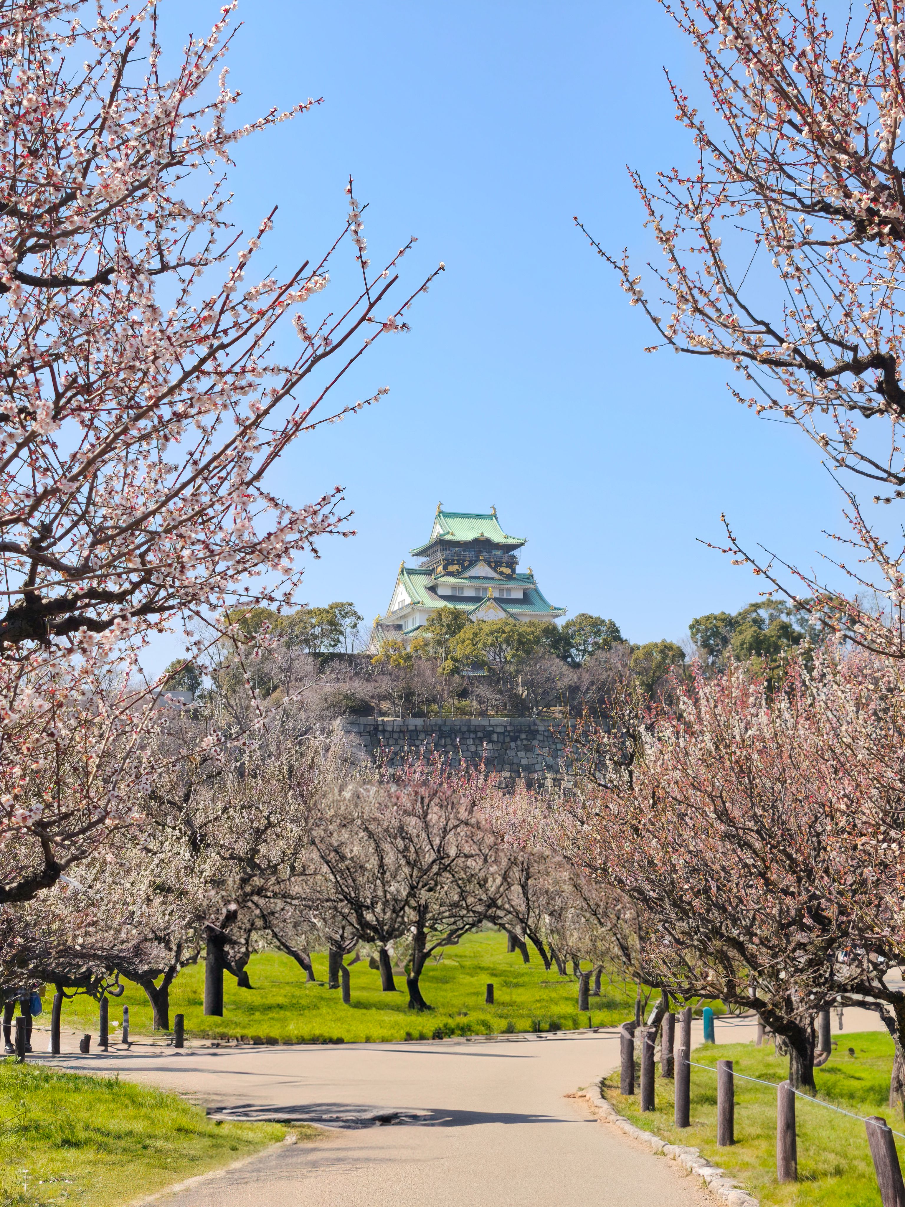 Osaka Castle Amid Blooming Sakura Trees in Spring · Free Stock Photo