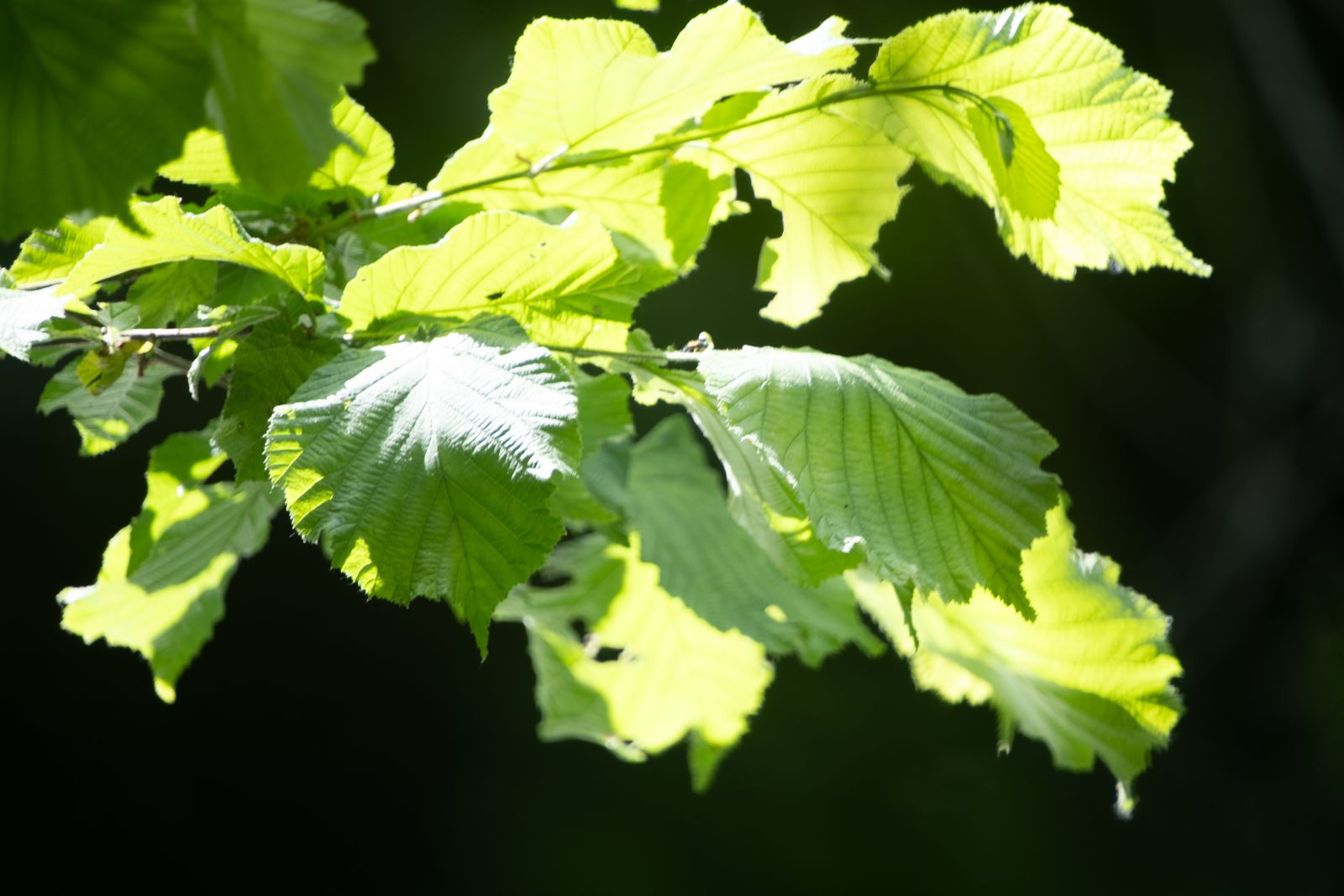 Bouquet de feuille