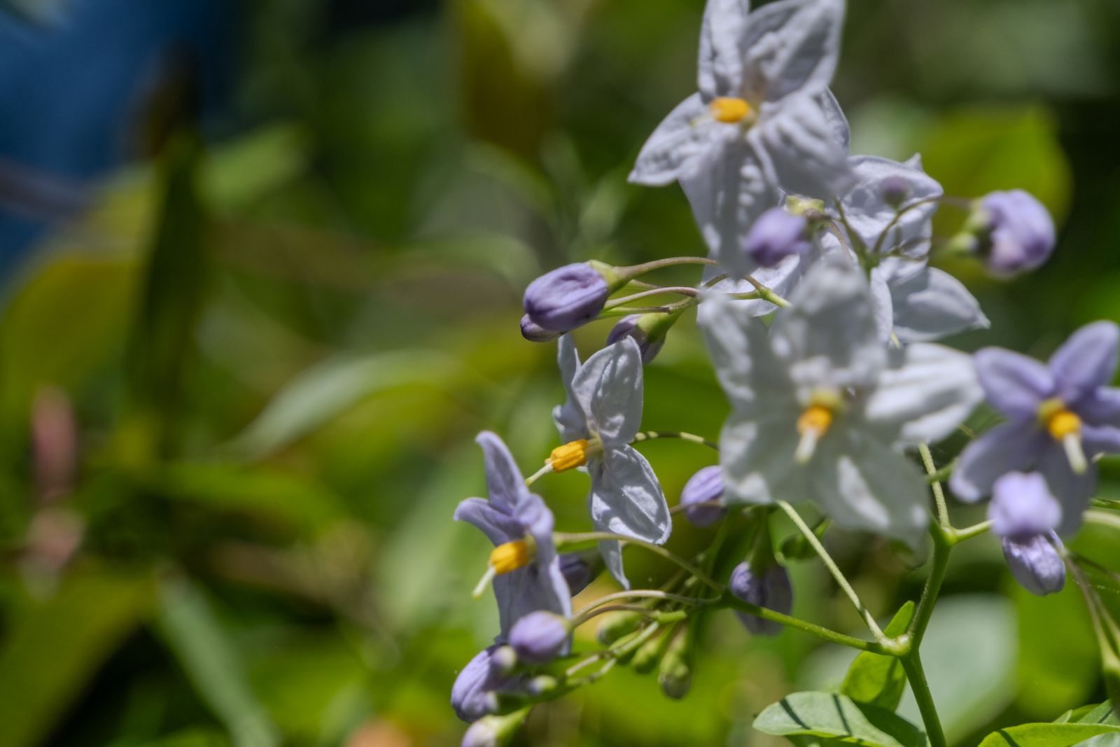 Violette blanche