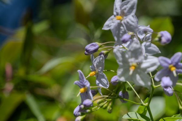 Violette blanche