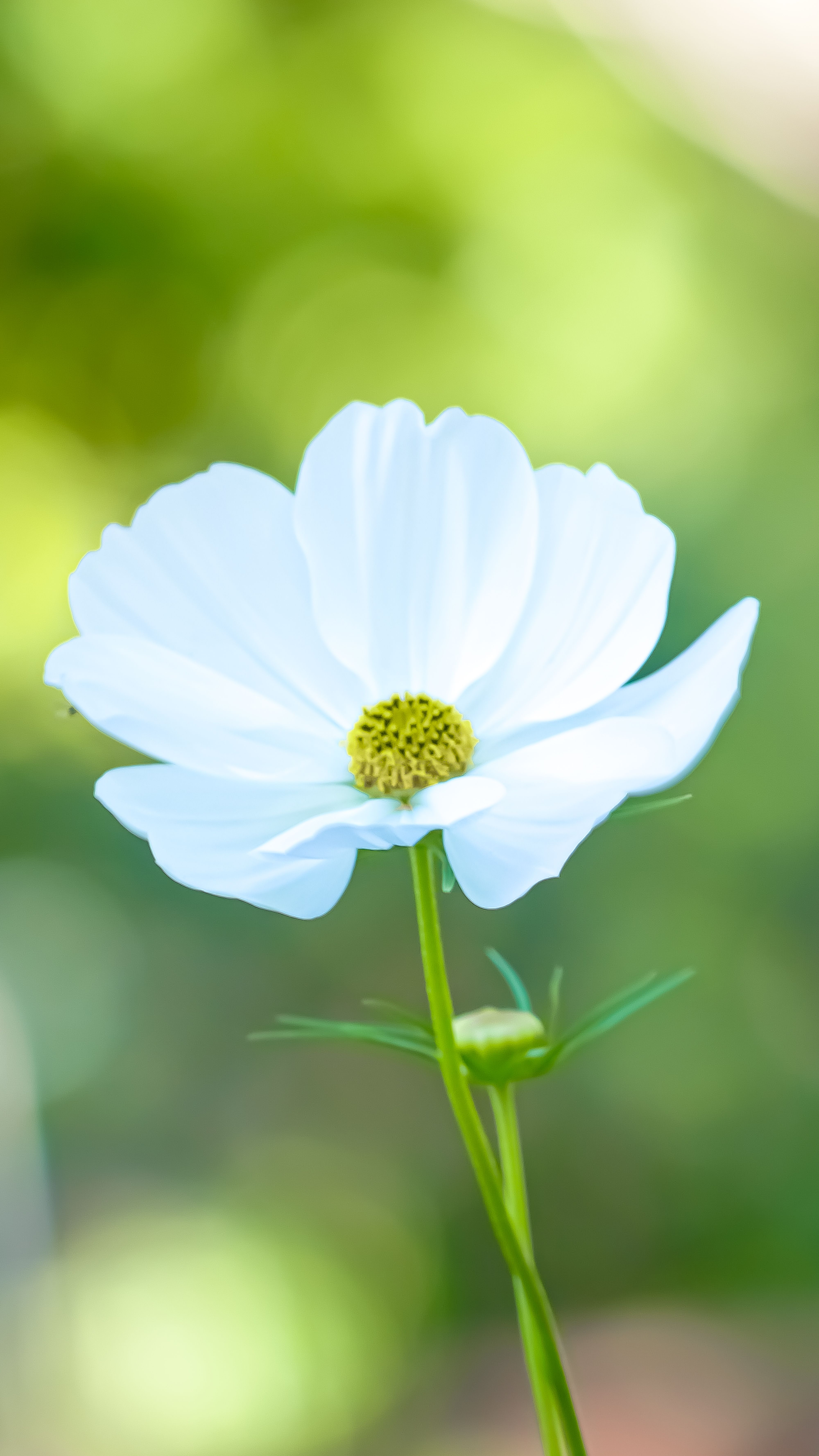 600.000+ Spring Lock Screen Wallpaper Bilder und Fotos · Kostenlos ...