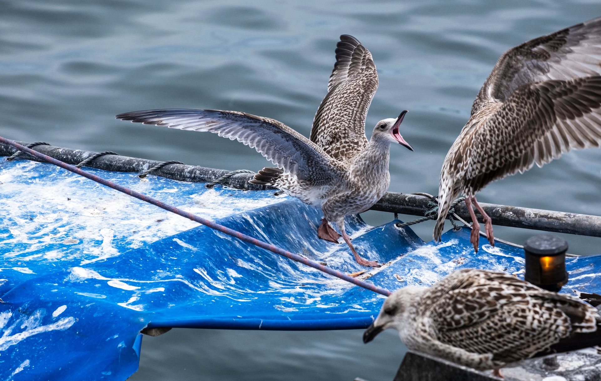 Seagulls rest on a blue tarp by the seaside, creating a lively coastal scene.