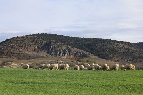 Free Idyllic pastoral scene with sheep grazing in a verdant field against rocky hills. Stock Photo