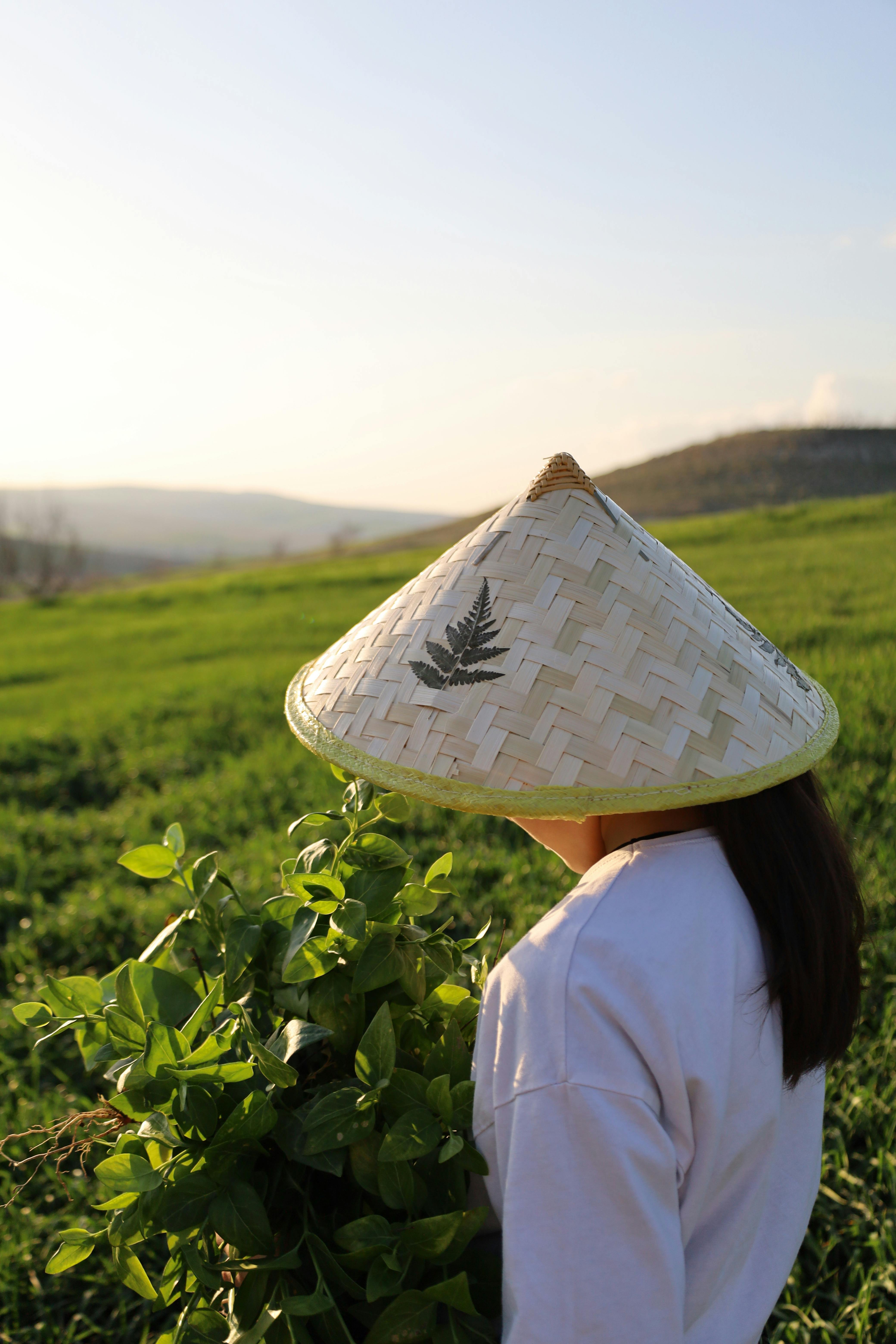 A person wearing a conical hat stands in a lush green field holding plants.