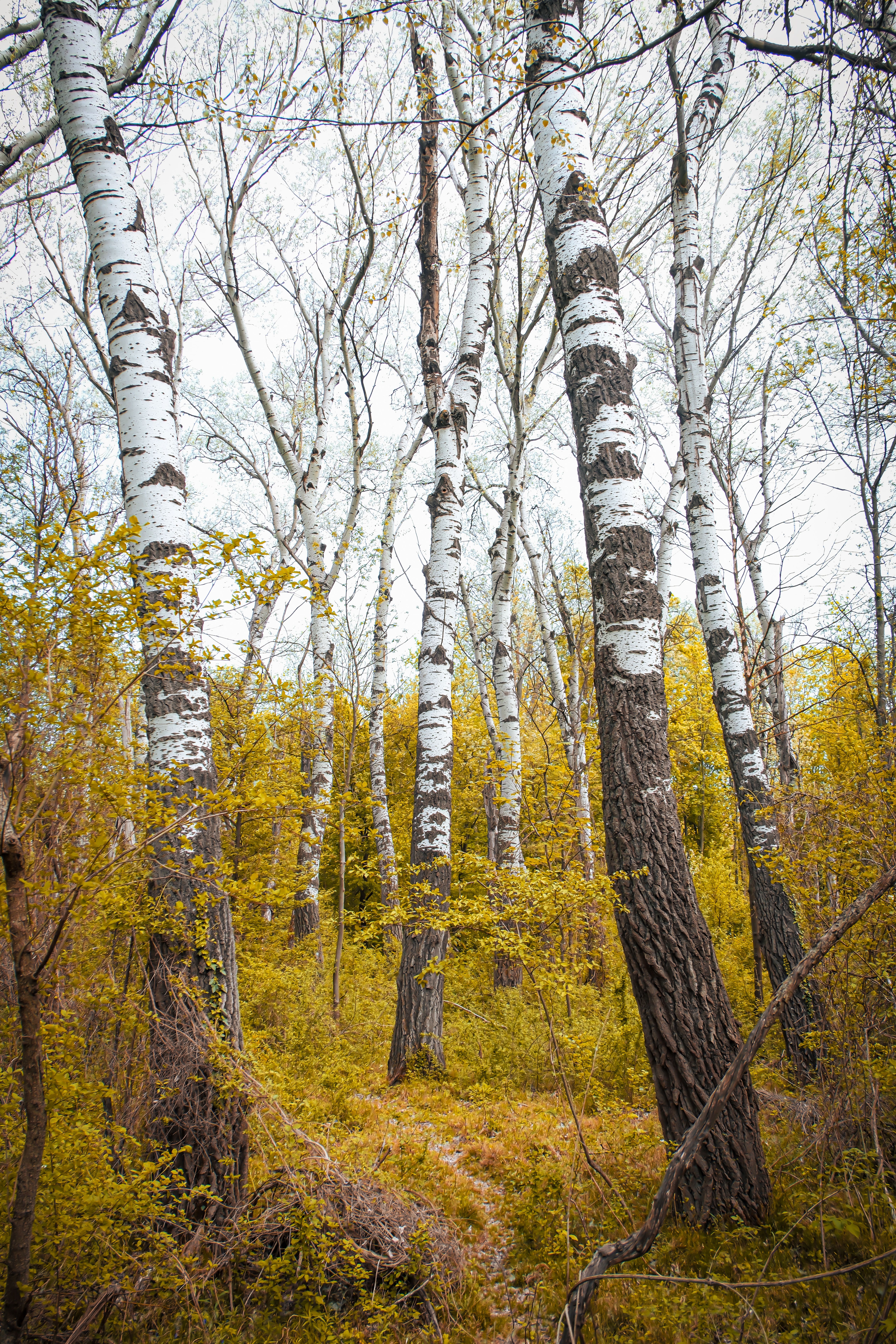 Autumn Birch Forest with Yellow Foliage · Free Stock Photo