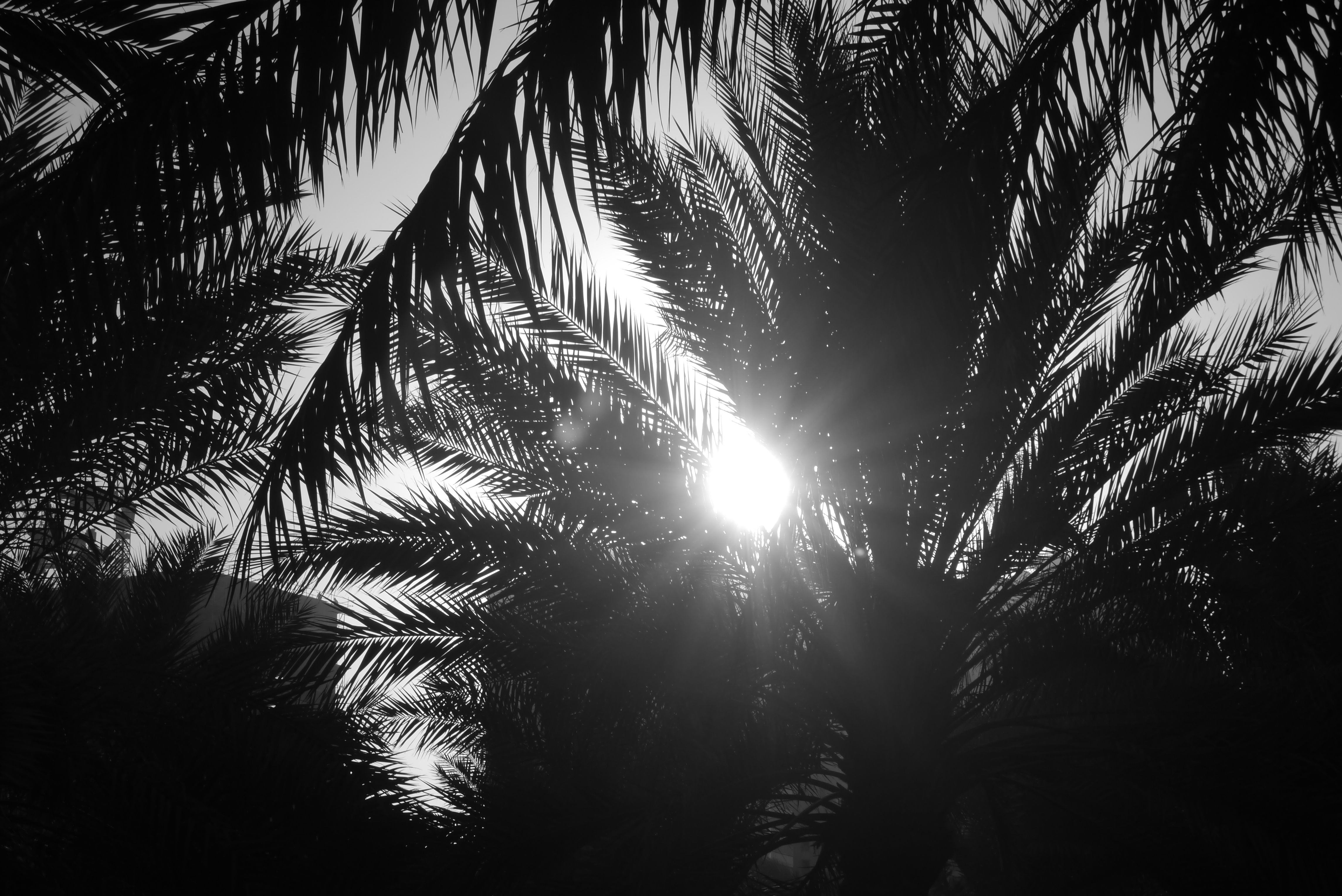 Kostenloses Foto Zum Thema Licht Palme Schwarz Und Weiss