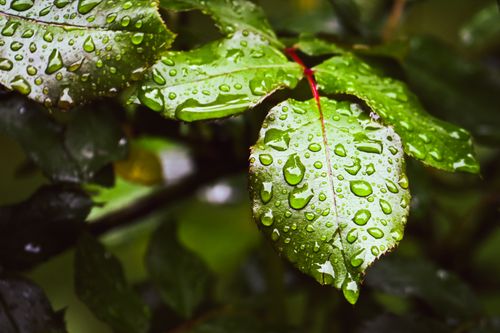 Free Vibrant green rose leaves covered in fresh dewdrops, capturing nature's beauty. Stock Photo