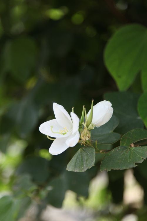 Free A crisp close-up photograph of a white orchid flower against lush green leaves. Stock Photo
