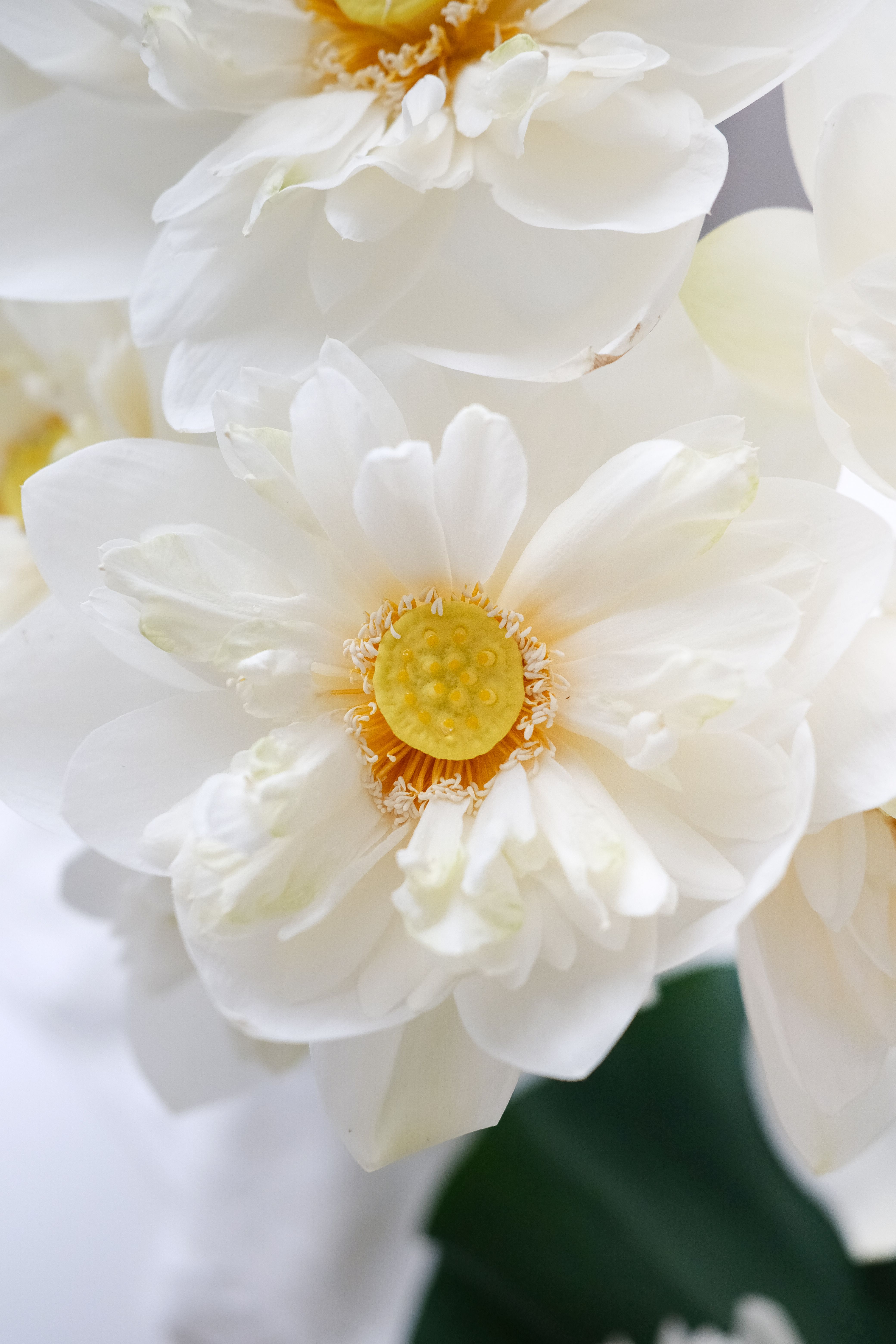 Close Up of a Flower · Free Stock Photo