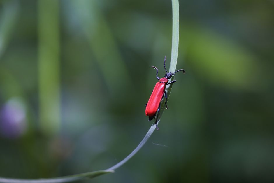 Macro shot of a vibrant red cardinal beetle perched on a slender grass blade.