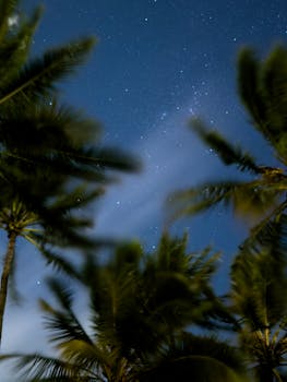 A serene night in Australia with palm trees silhouetted against a star-filled sky. Perfect for nature enthusiasts.