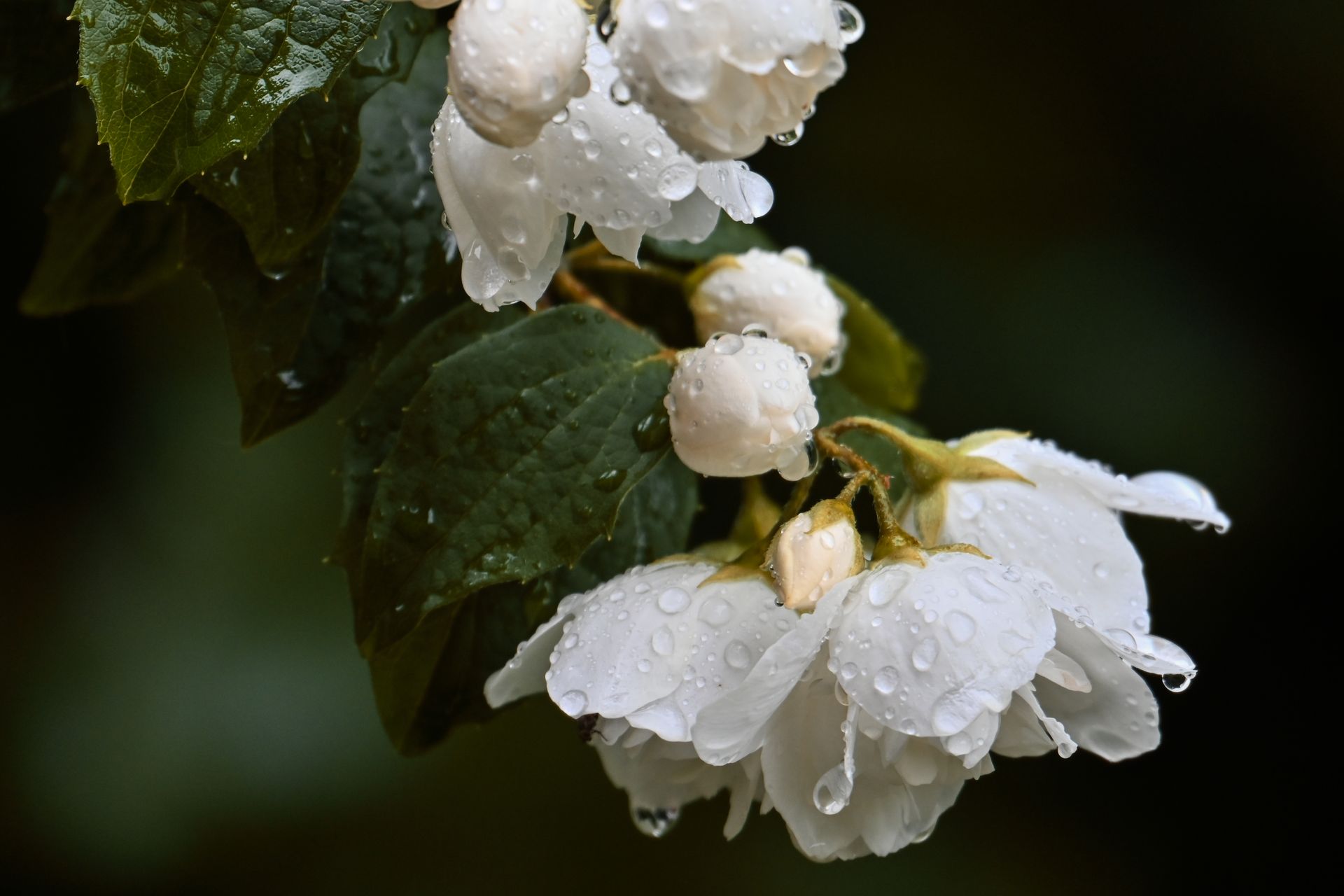 Close-up macro image of delicate jasmine blossoms covered in raindrops, highlighting nature's beauty.