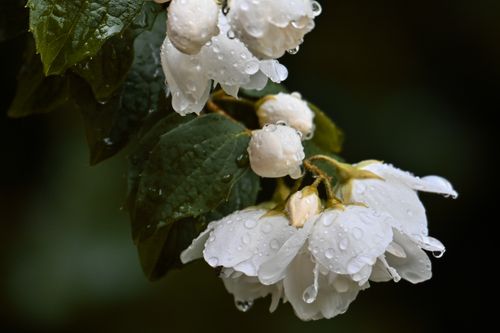 Free Close-up macro image of delicate jasmine blossoms covered in raindrops, highlighting nature's beauty. Stock Photo