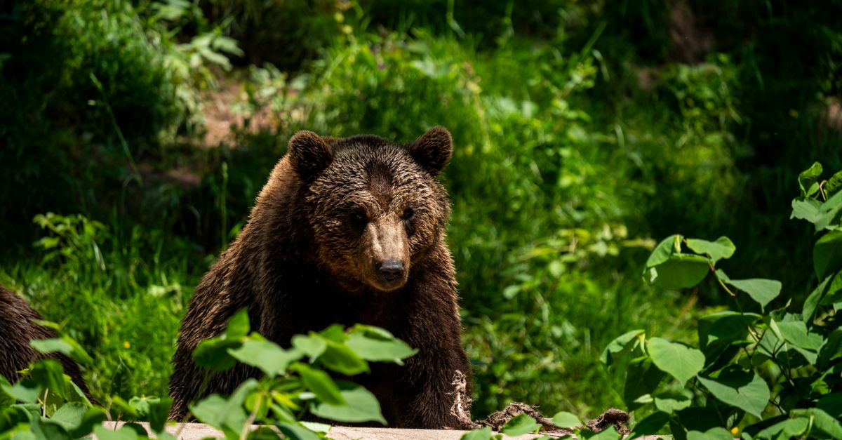 Parc Animalier Pyrénées : Guide Visite