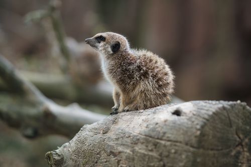 Free A curious meerkat sits on a log in an outdoor setting, showcasing natural wildlife behavior. Stock Photo