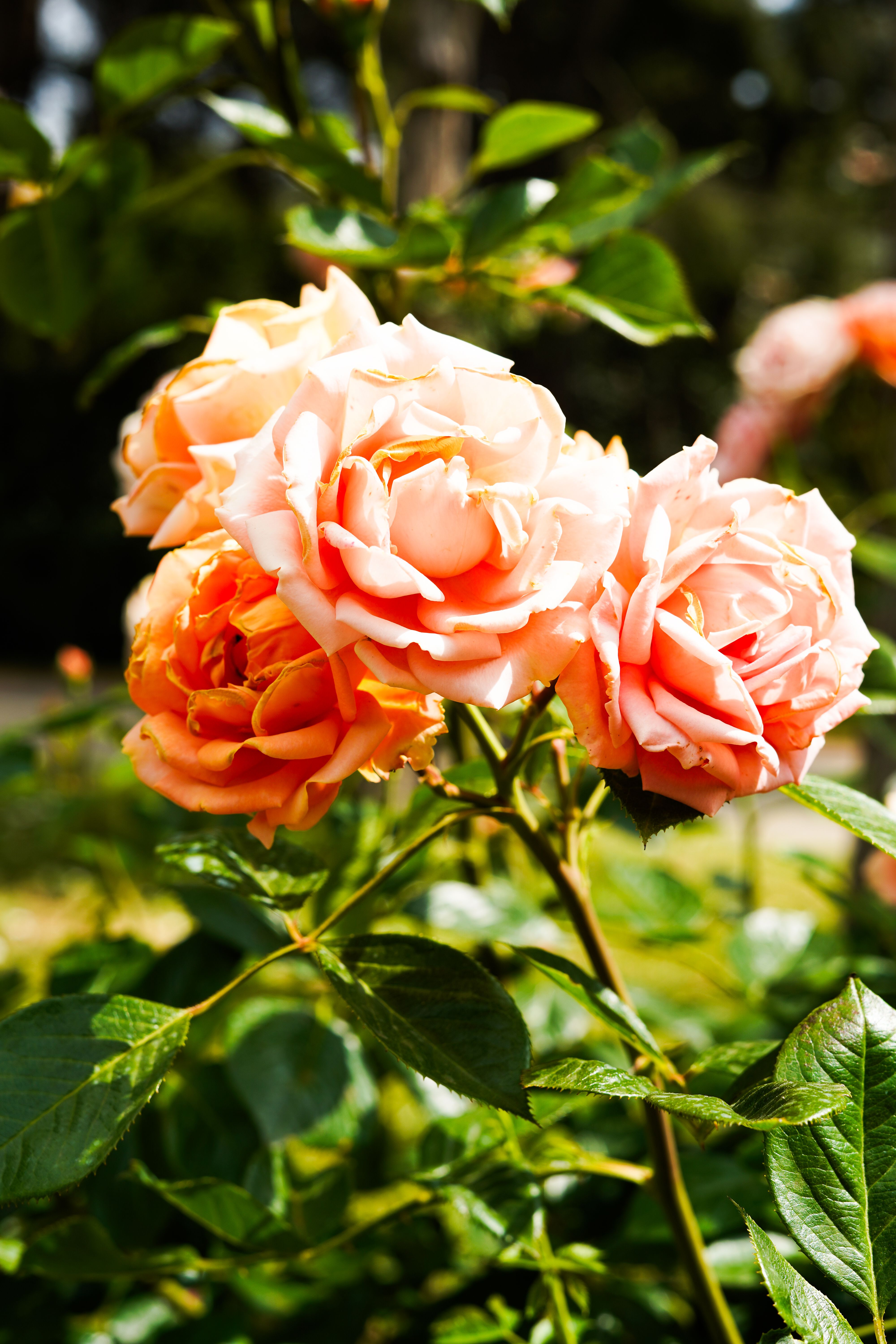Vibrant Peach Roses in Sunlit Garden · Free Stock Photo