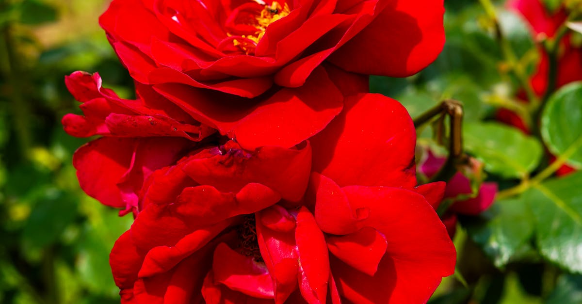 Vibrant Red Roses in Bloom Outdoors · Free Stock Photo