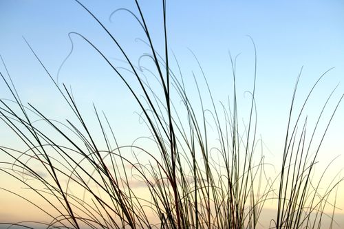 Free Silhouette of tall grasses against a clear twilight sky in Guaratuba, Paraná, Brazil, depicting natural tranquility. Stock Photo