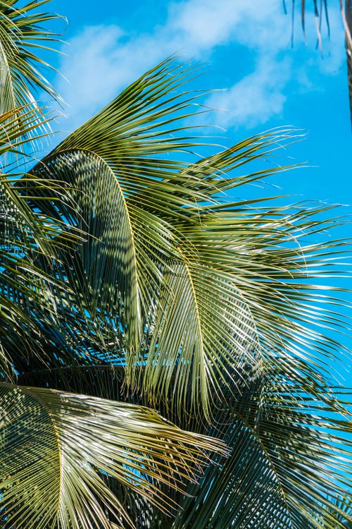 Free Lush green palm leaves against a bright blue sky, perfect for tropical or vacation themes. Stock Photo