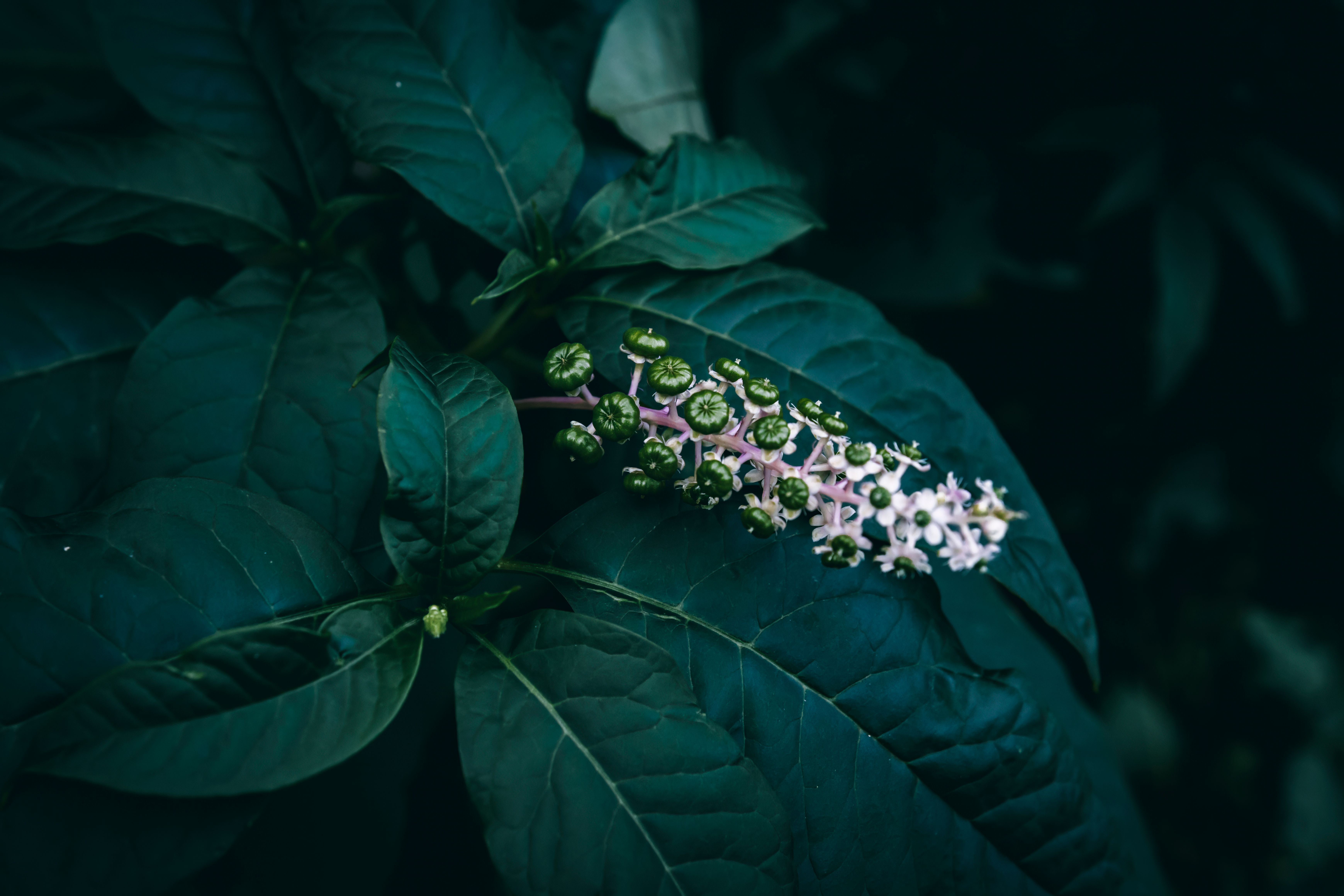 Pokeweed plant with green leaves and a spike of small flowers