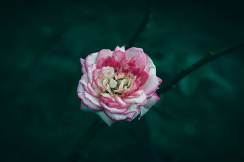 Free Captivating close-up of a pink and white rose in full bloom against a dark background. Stock Photo