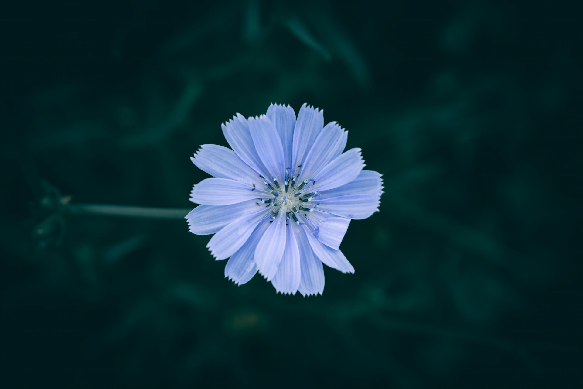 A vibrant violet chicory flower centered against a soft-focused dark background, highlighting delicate petal details.