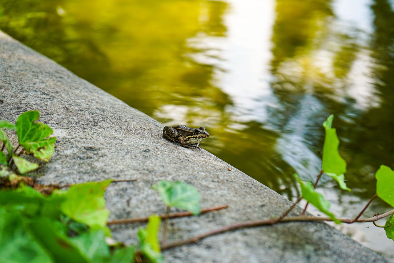 a serene frog perched on concrete by a reflective pond surrounded by g