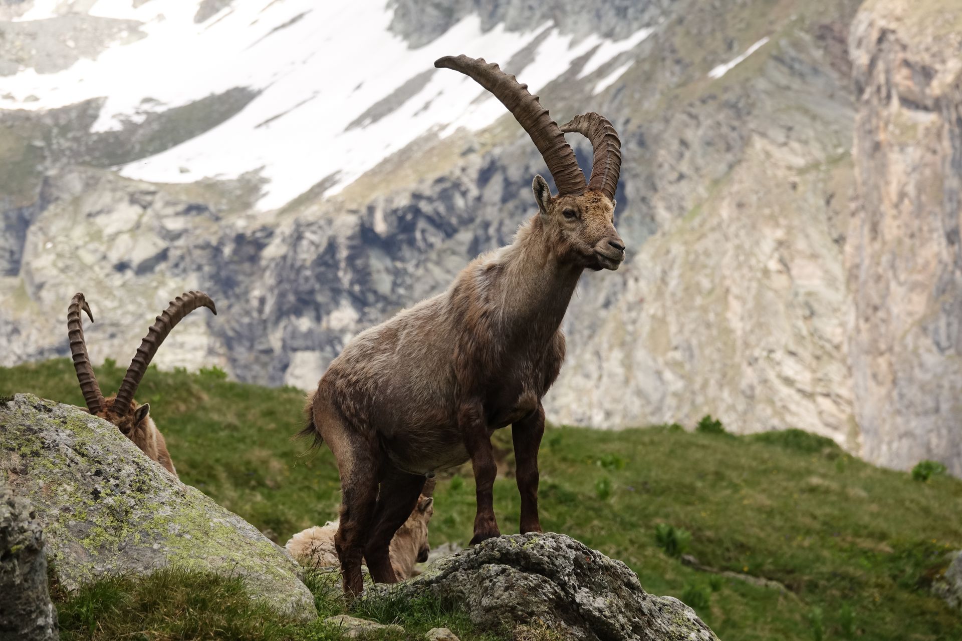 Bouquetin sauvage debout sur un terrain rocheux en Vanoise