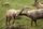 animal fight