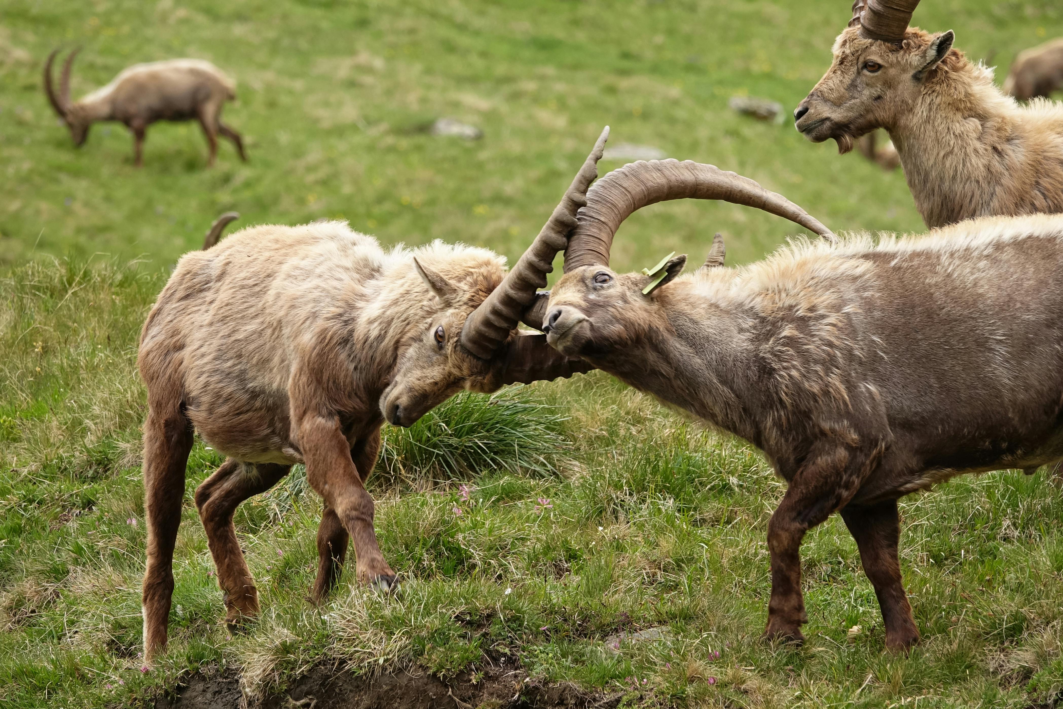 Gratuit Scène de combat dramatique de bouquetins en Vanoise, France, mettant en valeur la dynamique de la faune. Photos
