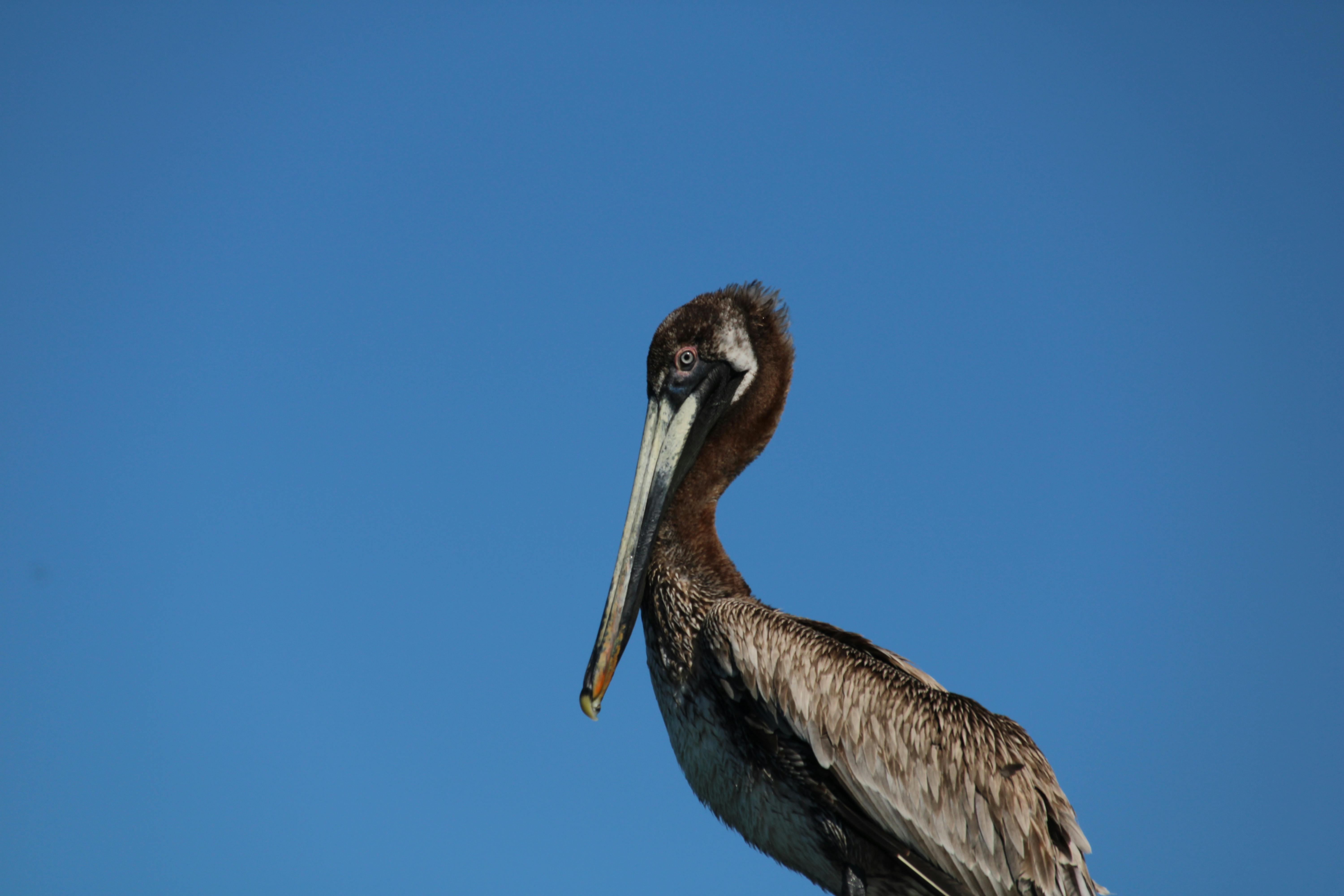 Brown pelican perched on a wooden post with clear sky background, Sebastian, Florida.